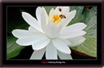 Sroad 5.0" Portable Car GPS Navigation WinCE 6.0